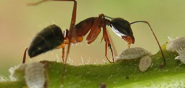 كيف تتخلص من النمل