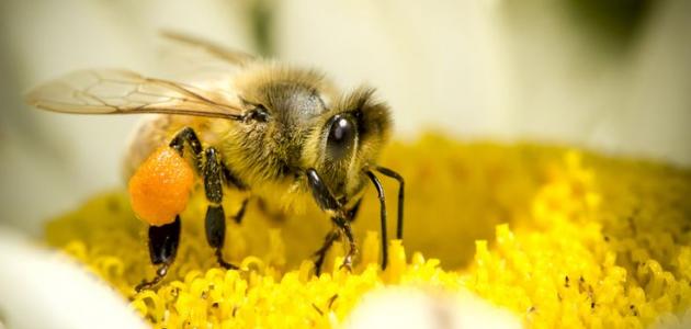 فوائد غذاء ملكات النحل للذاكرة