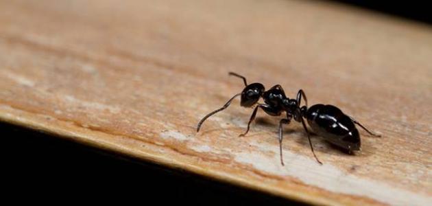 طرق مكافحة النمل