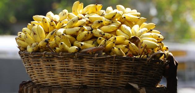 فوائد الموز الهندي