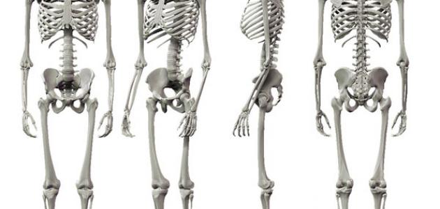 عدد العظام في الجسم