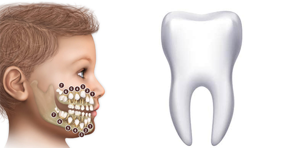 الأسنان اللبنية